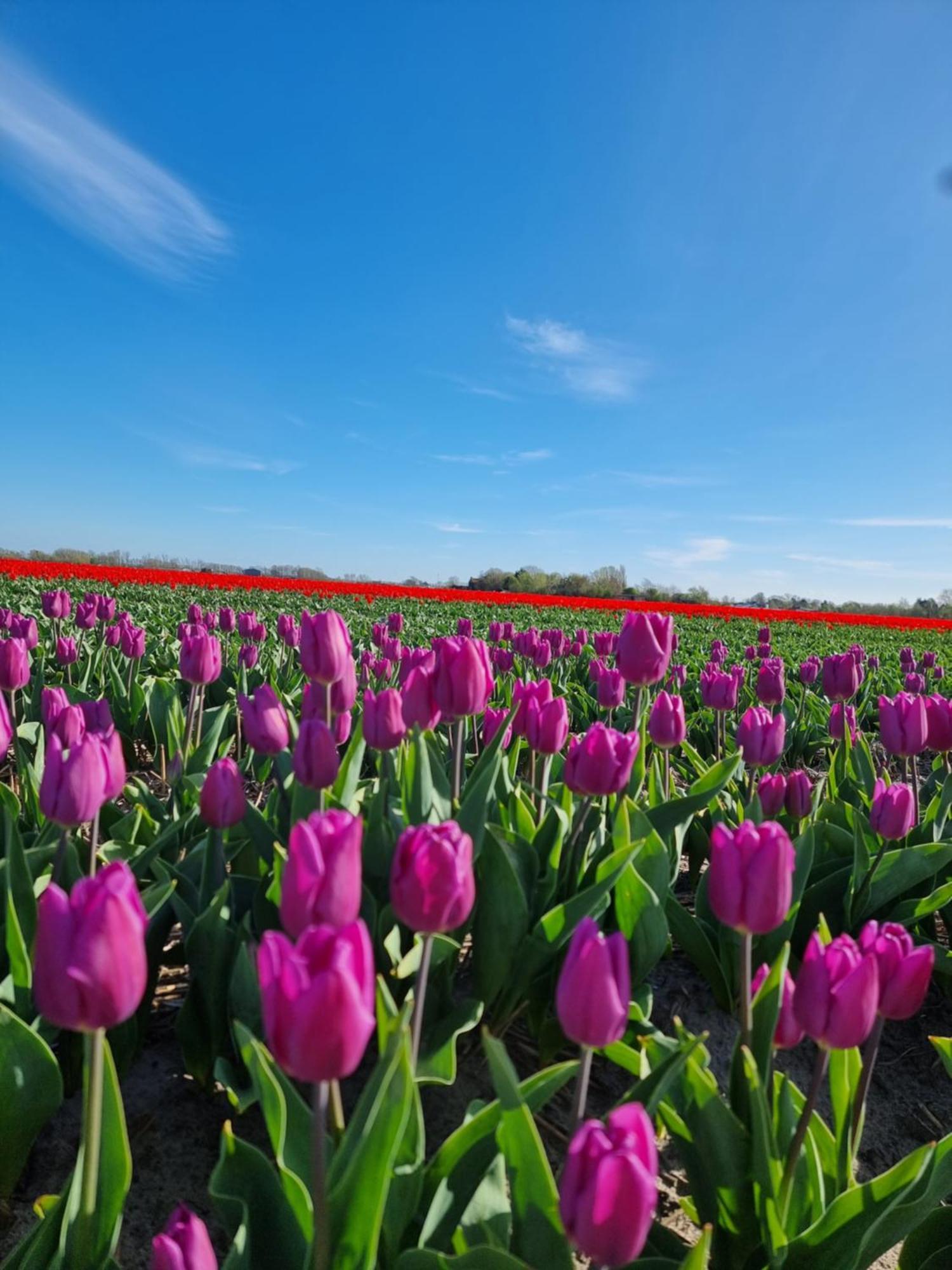 Zeezuid Villa Egmond aan Zee Ngoại thất bức ảnh